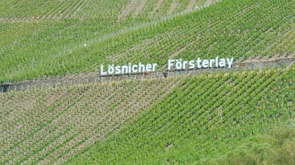 Weinberg an der Mosel